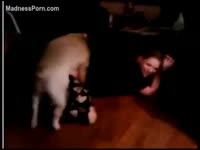 Bestiality Sex DVD - Russian redhead stands on her kneels and acquires dog&#039;s jock in her moist slit
